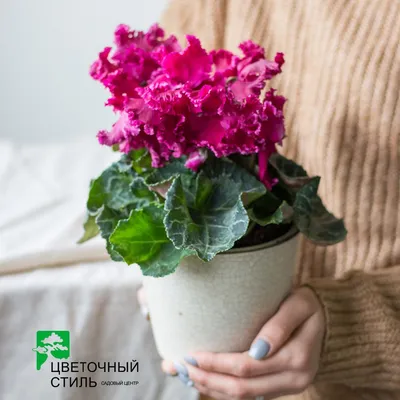 Cyclamen Цикламен в садовом центре цветочный стиль харков, цикламен фото