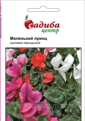 Цикламен персидский – мини Розмари Cyclamen persicum – mini Rosemarie -  купить семена цветов с доставкой по Украине в магазине Добродар