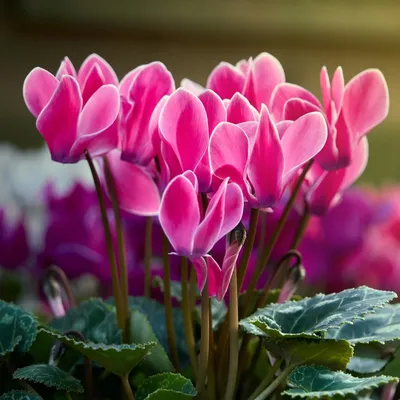 Цикламен персидский – мини Хельга Cyclamen persicum – mini Helga - купить  семена цветов с доставкой по Украине в магазине Добродар