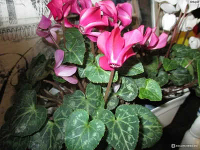 Цикламен: описание растения, фото цветка, уход в домашних условиях