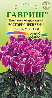 Цикламен крупноцветковый махровый - aida_cvety_bishkek | Facebook