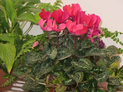Цикламены - купить цикламен в горшке в студии фитодизайна и магазине  комнатных растений и цветов Флорен