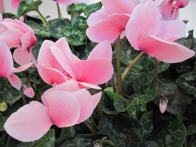 Cyclamen Цикламен в садовом центре цветочный стиль харков, цикламен фото