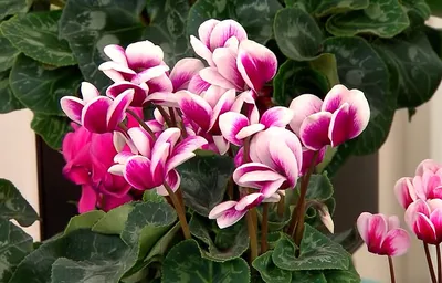 Цикламен махровый красный в керамическом кашпо, Живые растения в  Санкт-Петербурге, купить по цене 2680 RUB, Цветы в горшках в Sun Flower с  доставкой | Flowwow