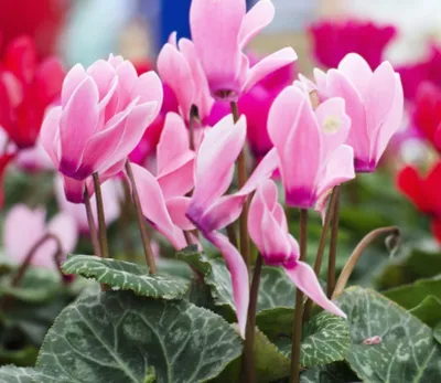 Купить цикламен к 8 марта оптом. Горшечные цветы от производителя