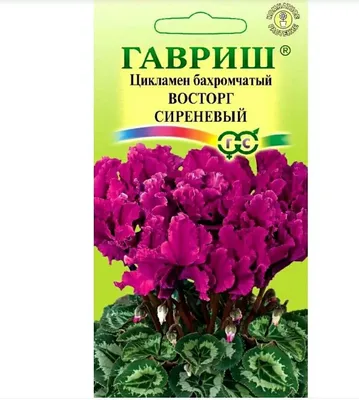Цикламен махровый красный в керамическом кашпо, Живые растения в  Санкт-Петербурге, купить по цене 2680 RUB, Цветы в горшках в Sun Flower с  доставкой | Flowwow