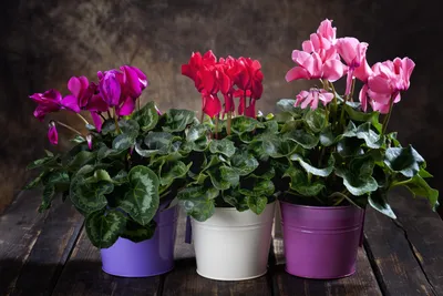 ❀ Как правильно выращивать цикламен персидский | GreenMarket