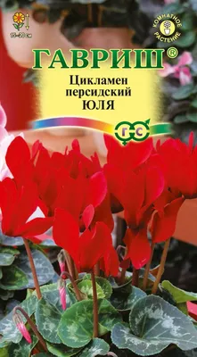 ✓ Семена Цикламен персидский Юля, 3шт, Гавриш. Цветочная коллекция по цене  70 руб. ◈ Большой выбор ◈ Купить по всей России ✓ Интернет-магазин Гавриш ☎  8-495-902-77-18
