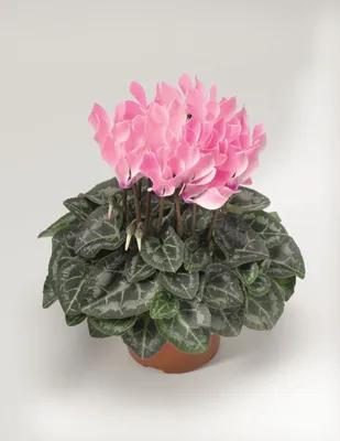 Цикламен персидский (Cyclamen persicum)