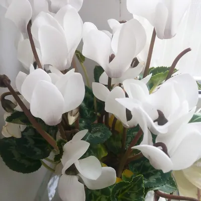 Цикламен персидский (Cyclamen persicum)