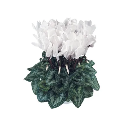 Цикламен персидский – мини Бетти Cyclamen persicum – mini Betti - купить  семена цветов с доставкой по Украине в магазине Добродар