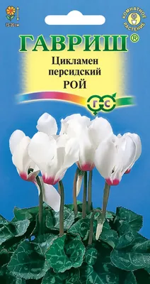 Цикламен персидский Cyclamen persicum Latinia \"Succes Blanc Pure\" : С0,75 |  Сибирские газоны - Сибирские газоны
