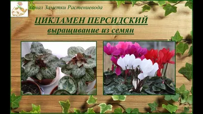 ✓ Семена Цикламен персидский Рой, 3шт, Гавриш. Цветочная коллекция по цене  70 руб. ◈ Большой выбор ◈ Купить по всей России ✓ Интернет-магазин Гавриш ☎  8-495-902-77-18