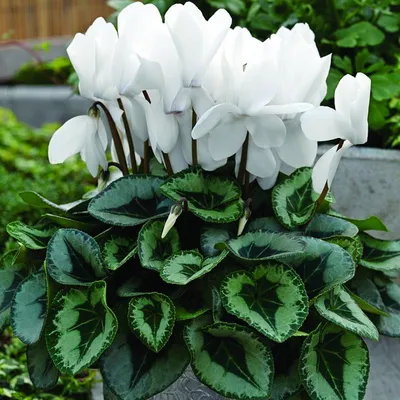 Цикламен персидский White - Цикламен - GardenPlants