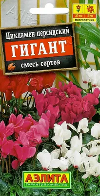 Цикламен персидский и европейский. В чём разница, как ухаживать? | Поехали  на дачу? | Дзен