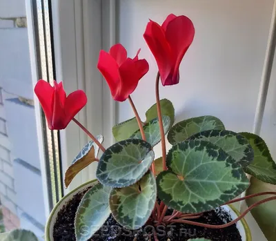 Цикламен персидский купить в Минске с доставкой | Cactus.by