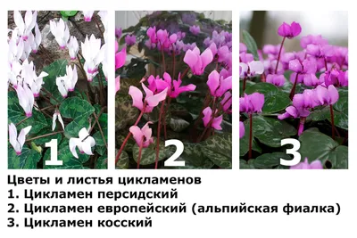 Цикламен персидский Мини - купить по выгодной цене с доставкой по Москве и  РФ