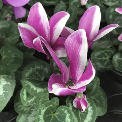 Цикламен персидский купить в Киеве, цена — Greensad