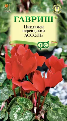 Цикламен персидский (Cyclamen persicum)