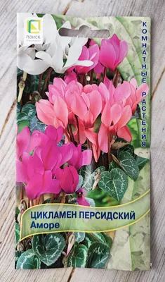 Купить семена Цикламен персидский Виктория с пурпурным глазком