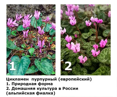 Цикламен персидский — особенный во всем | Комнатные цветы, Цветущие  растения, Цветоводство