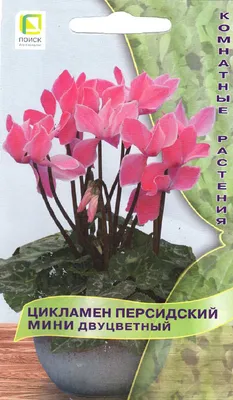 цикламен персидский цикламен с каплями воды. Стоковое Изображение -  изображение насчитывающей флорист, цвести: 219903823