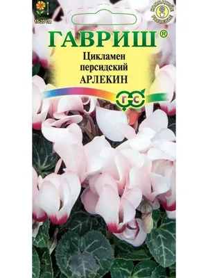 Цикламен персидский ГИГАНТ