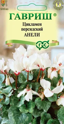 Цикламен персидский Белая сказка, 3шт - ГАВРИШ ГК
