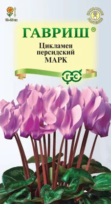 Цикламен персидский Арлекин, 1 шт Гавриш 45409194 купить в  интернет-магазине Wildberries