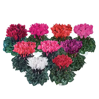 Цикламен персидский (Cyclamen persicum)
