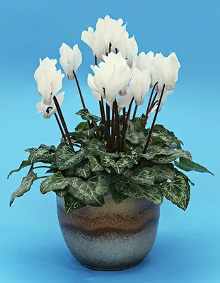 Цикламен персидский – мини Бригитта Cyclamen persicum – mini Brigitte -  купить семена цветов с доставкой по Украине в магазине Добродар