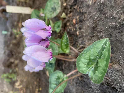 Цикламен садовый Hederifolium (садовый Гедерофолиум)🌷 - купить луковицы и  клубни в Украине | FLORIUM.UA✓