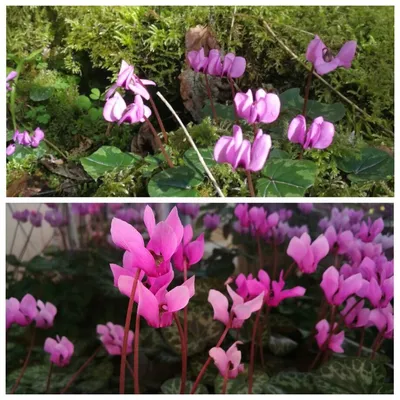 Как отличить косский цикламен от цикламена европейского (пурпурного) по  клубню | Сад редких растений | Дзен