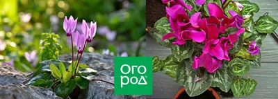 Цикламен: как вырастить в саду и дома | В цветнике (Огород.ru)