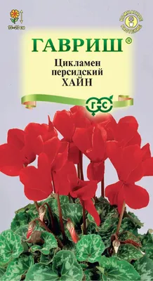 Цикламен d-12 см h-20 см малиновый - купить в Москве: цена 489 руб. Фото,  описание, технические характеристики, отзывы.