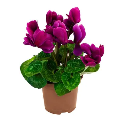 Цикламен (Cyclamen) - купить в Минске с доставкой, цена и фото в  интернет-магазине Cvetok.by