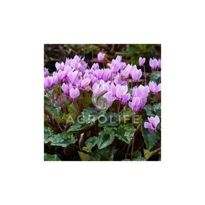 Цикламен садовый Hederifolium, Florium купить в Украине - цена, фото,  отзывы | Agrolife