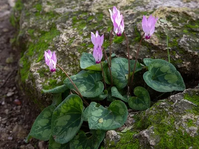 Цикламен кооский 'Silverleaf' (6 шт) - Aiasõber