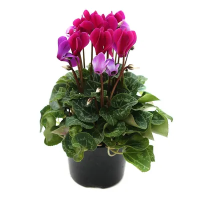 Цикламен персидский – мини Хельга Cyclamen persicum – mini Helga - купить  семена цветов с доставкой по Украине в магазине Добродар