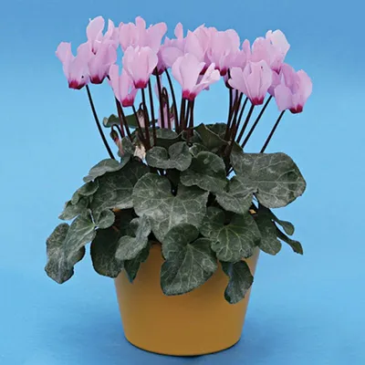 Цикламен - Cyclamen. Уход за Цикламеном. Фото