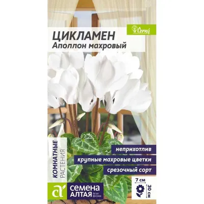 Цикламен персидский Кристиан, смесь 3шт, семена | Купить в интернет  магазине Аэлита