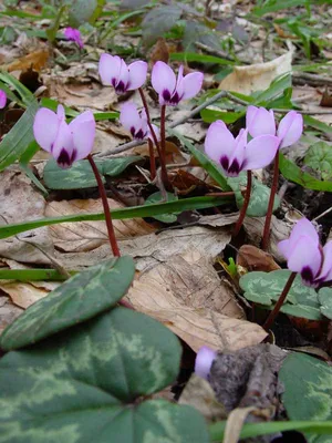 Цикламен (лат. Cyclamen), d 14 | Flowers Valley