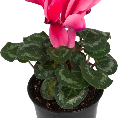 Cyclamen Цикламен в садовом центре цветочный стиль харков, цикламен фото