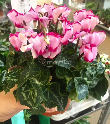 Цикламен - Cyclamen. Уход за Цикламеном. Фото