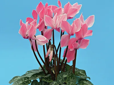Цикламен, Живые растения в Сочи, купить по цене 1620 RUB, Цветы в горшках в  FLO FLO с доставкой | Flowwow