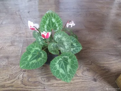 Цикламен (лат. Cyclamen), d 14 | Flowers Valley