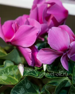 Отзыв о Комнатный цветок \"Цикламен\" | Цикламен персидский - это одно из  самых популярных комнатных растений!