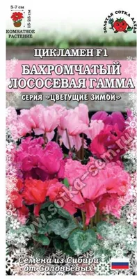 Цикламен 11x25 см по цене 355 ₽/шт. купить в Кемерове в интернет-магазине  Леруа Мерлен