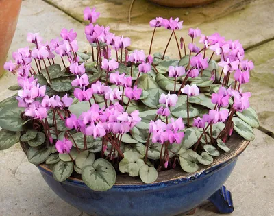 Цикламен персидский – мини Хельга Cyclamen persicum – mini Helga - купить  семена цветов с доставкой по Украине в магазине Добродар