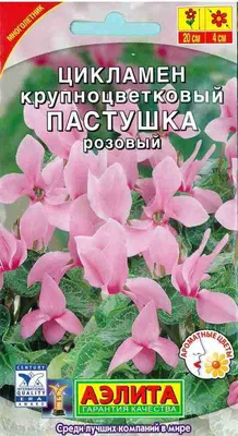 Цикламен, особенности ухода и покупки растения - FloraHimki.ru
